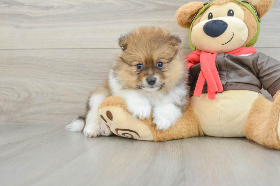 5 week old Pomeranian Puppy For Sale - Simply Southern Pups