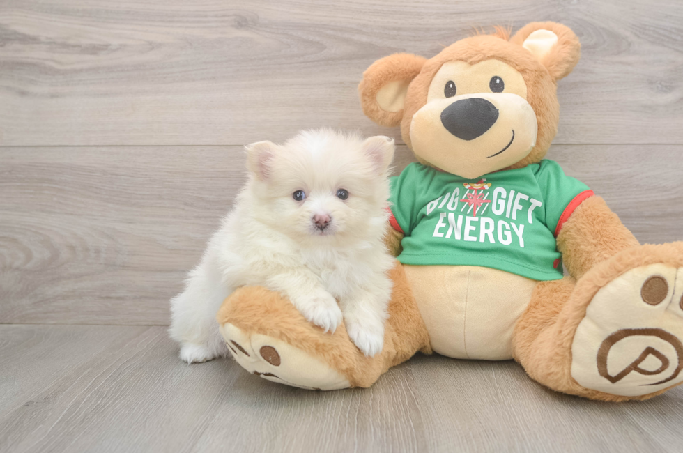 6 week old Pomeranian Puppy For Sale - Simply Southern Pups