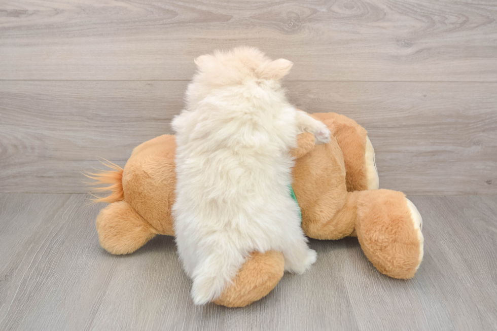 Little Pomeranian Baby