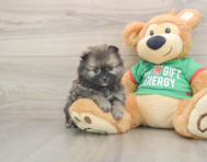 6 week old Pomeranian Puppy For Sale - Simply Southern Pups