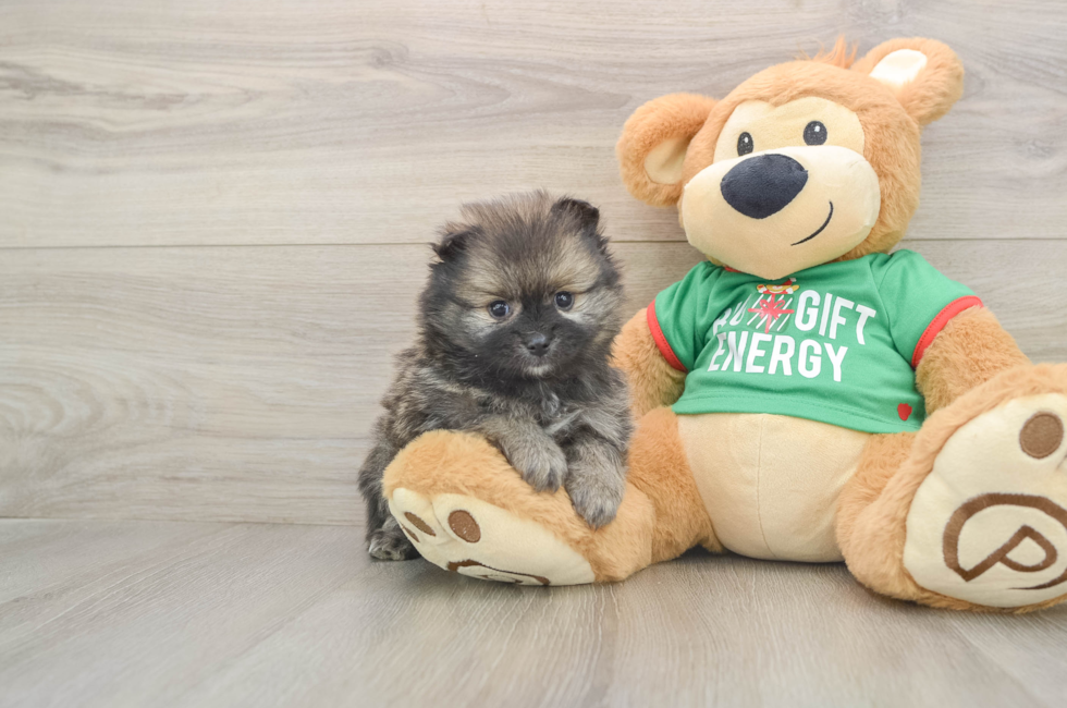 5 week old Pomeranian Puppy For Sale - Simply Southern Pups