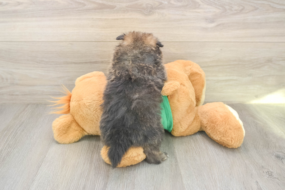 Playful Pomeranian Purebred Pup