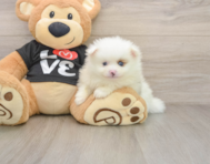 8 week old Pomeranian Puppy For Sale - Simply Southern Pups