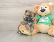 7 week old Pomeranian Puppy For Sale - Simply Southern Pups