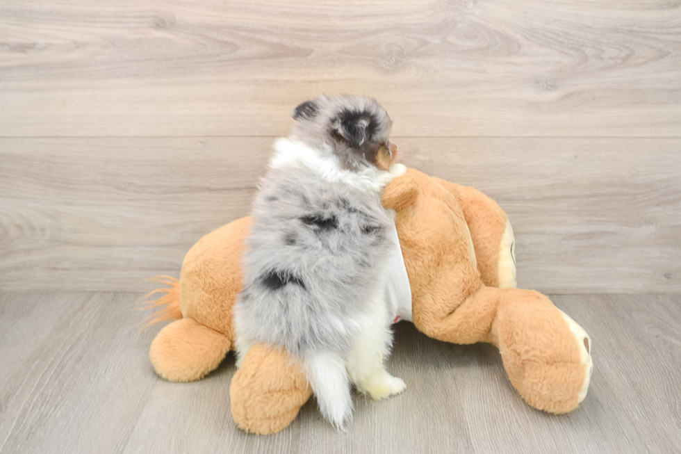 Pomeranian Pup Being Cute