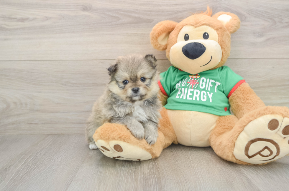 5 week old Pomeranian Puppy For Sale - Simply Southern Pups