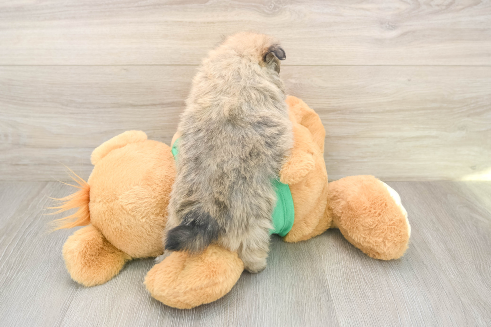 Friendly Pomeranian Purebred Pup