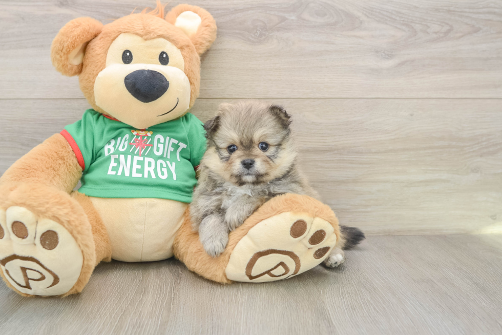 Funny Pomeranian Baby