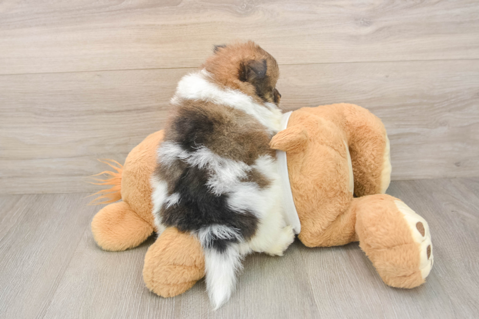 Best Pomeranian Baby
