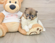 9 week old Pomeranian Puppy For Sale - Simply Southern Pups