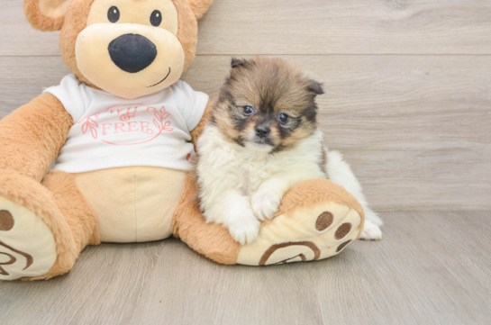 Pomeranian Pup Being Cute