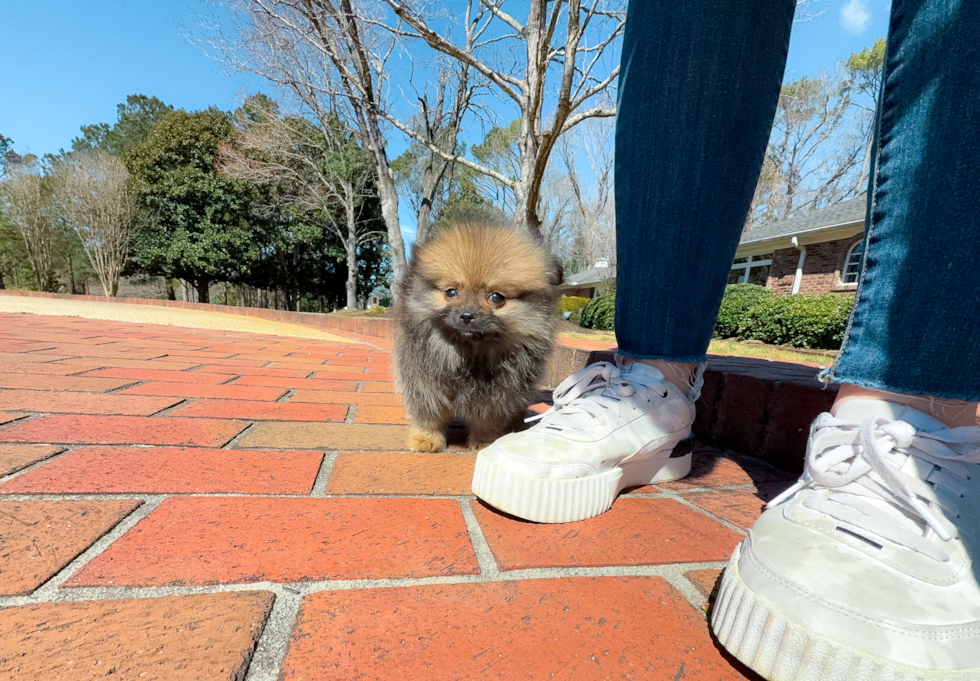 Cute Dwarf Spitz Purebred Puppy
