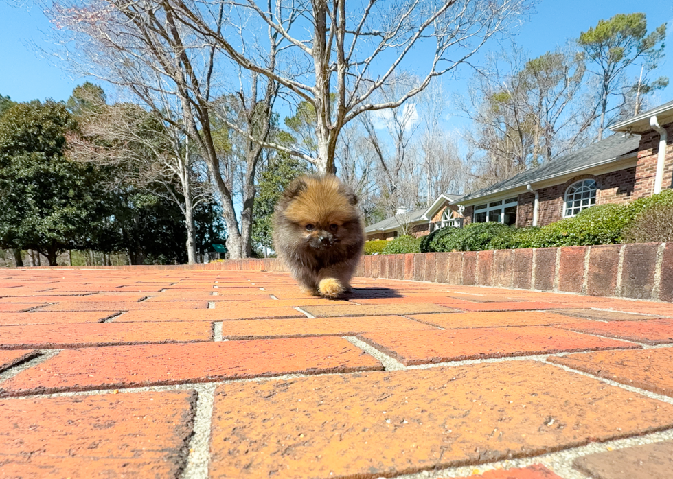 Cute Pom Purebred Puppy