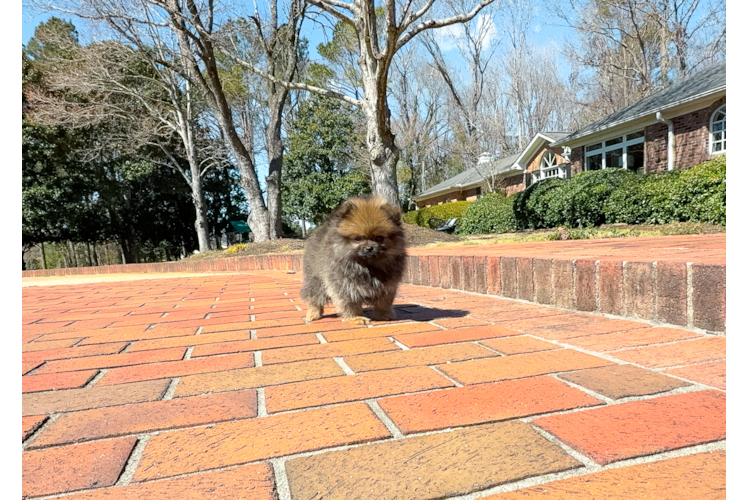 Pomeranian Pup Being Cute