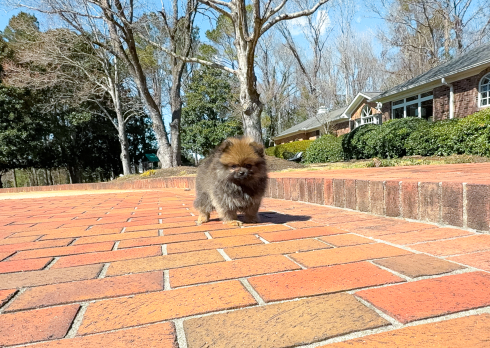 Pomeranian Pup Being Cute