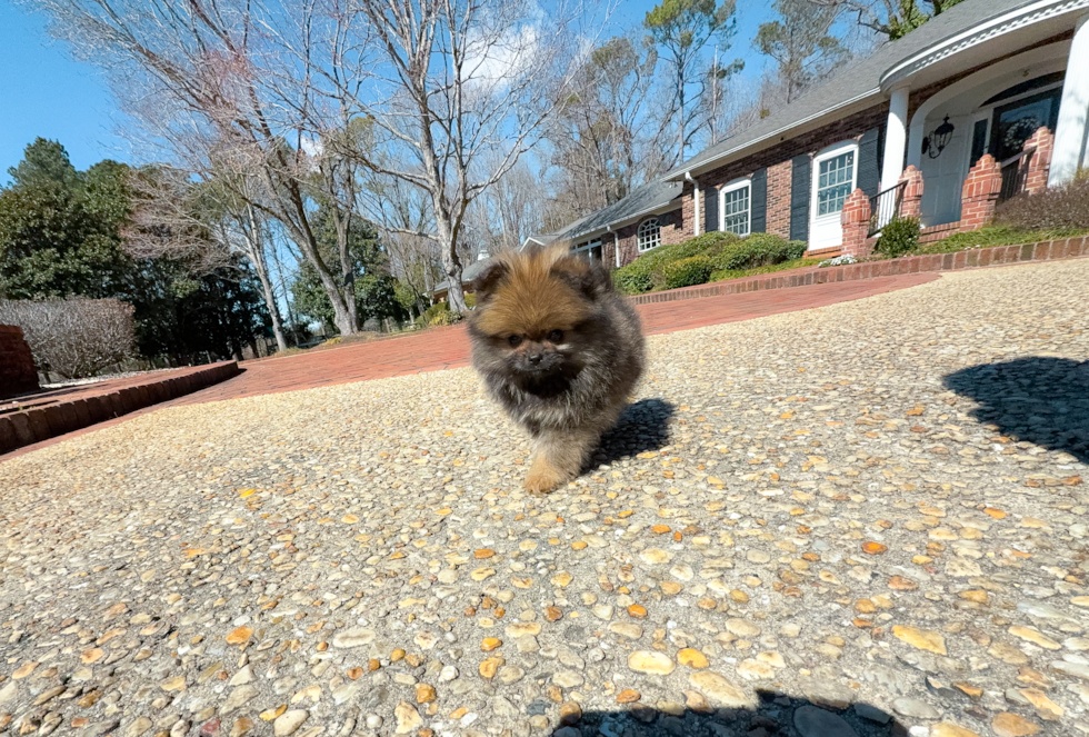 Pomeranian Puppy for Adoption