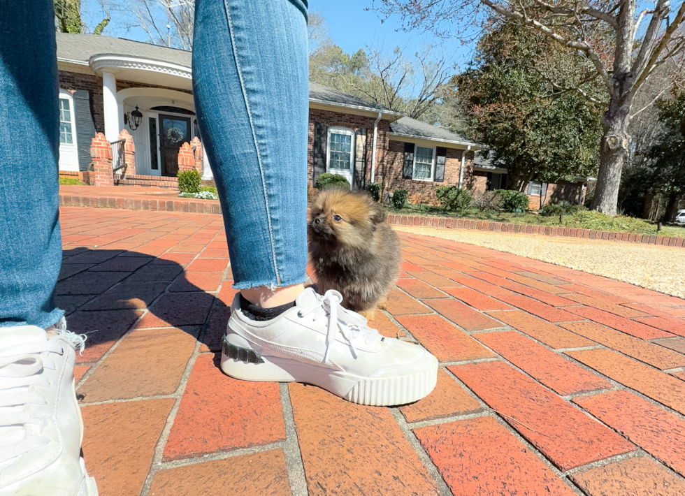 Cute Pomeranian Purebred Pup