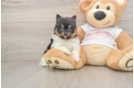 Popular Pomeranian Purebred Pup