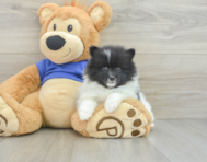 8 week old Pomeranian Puppy For Sale - Simply Southern Pups