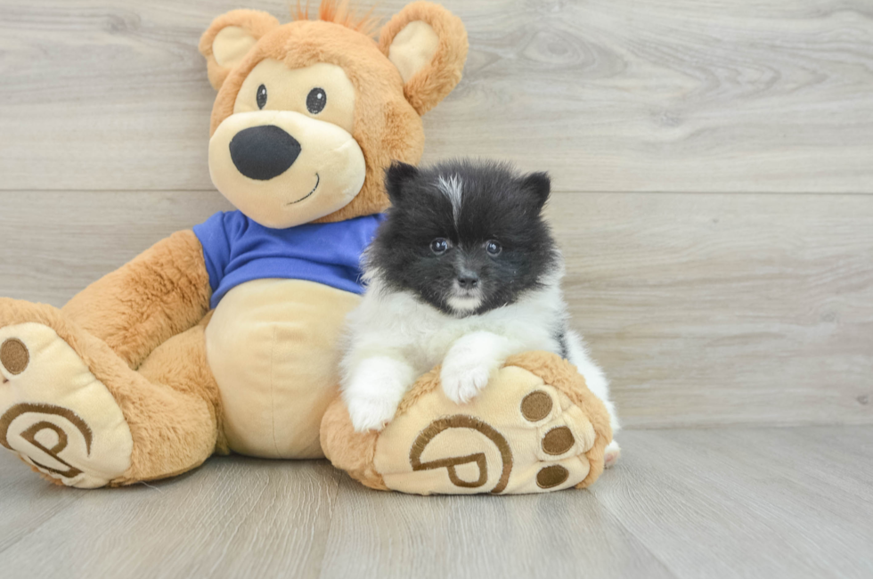 6 week old Pomeranian Puppy For Sale - Simply Southern Pups