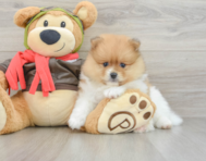 8 week old Pomeranian Puppy For Sale - Simply Southern Pups