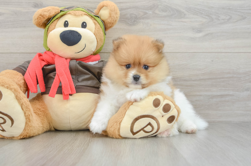 5 week old Pomeranian Puppy For Sale - Simply Southern Pups