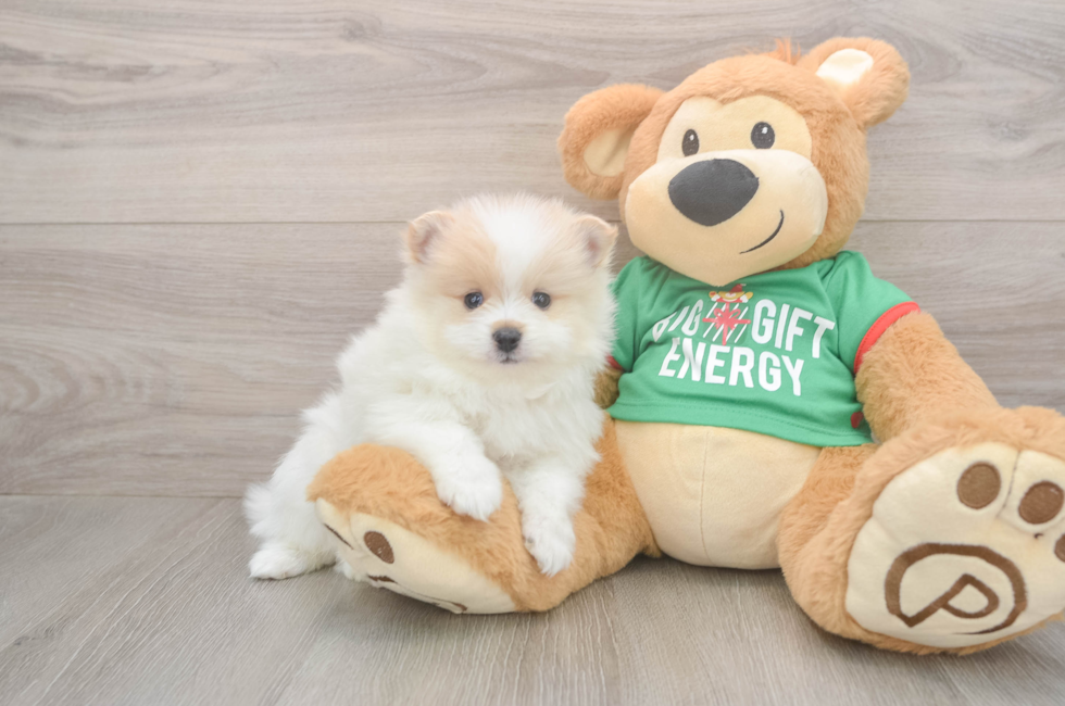 6 week old Pomeranian Puppy For Sale - Simply Southern Pups