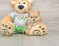 9 week old Pomeranian Puppy For Sale - Simply Southern Pups