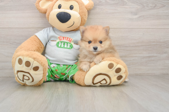 Friendly Pomeranian Purebred Pup