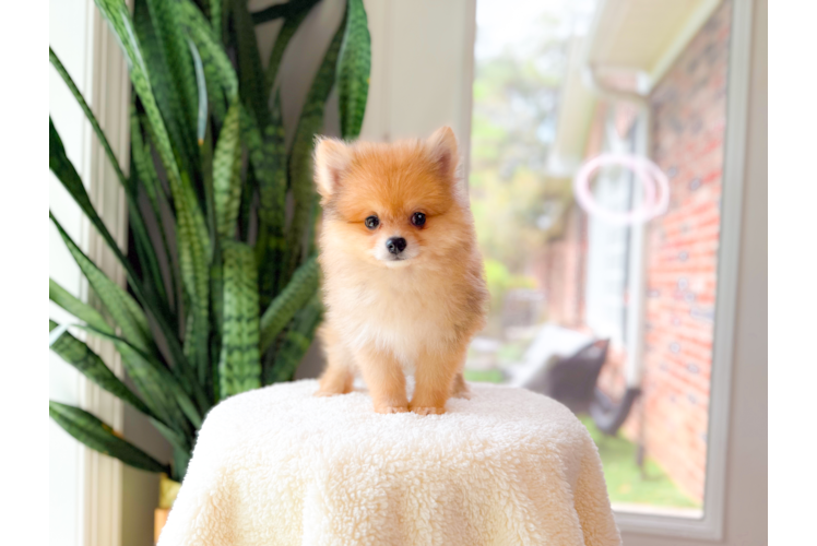Cute Pom Pom Purebred Puppy