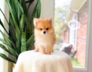 9 week old Pomeranian Puppy For Sale - Simply Southern Pups