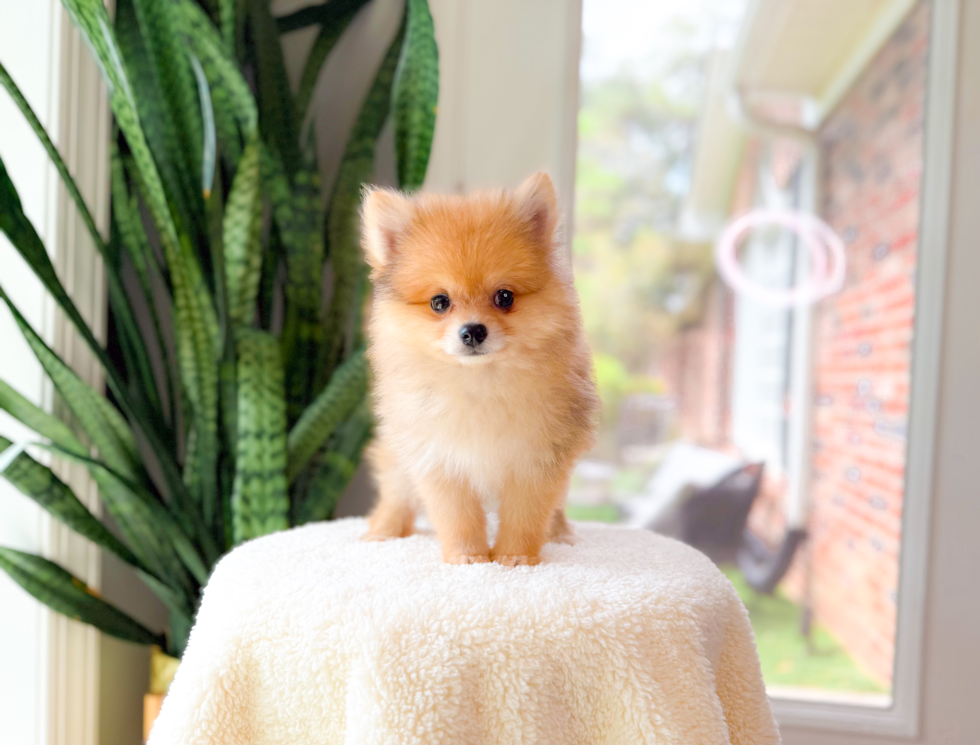 Cute Pom Pom Purebred Puppy