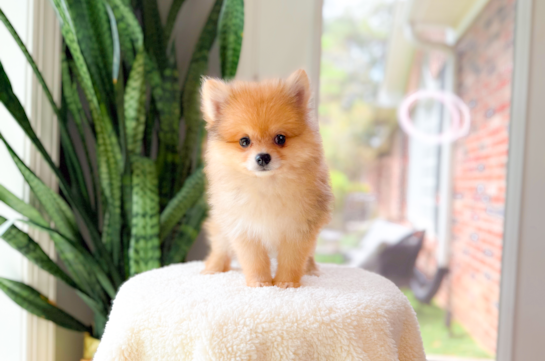 Cute Pom Pom Purebred Puppy