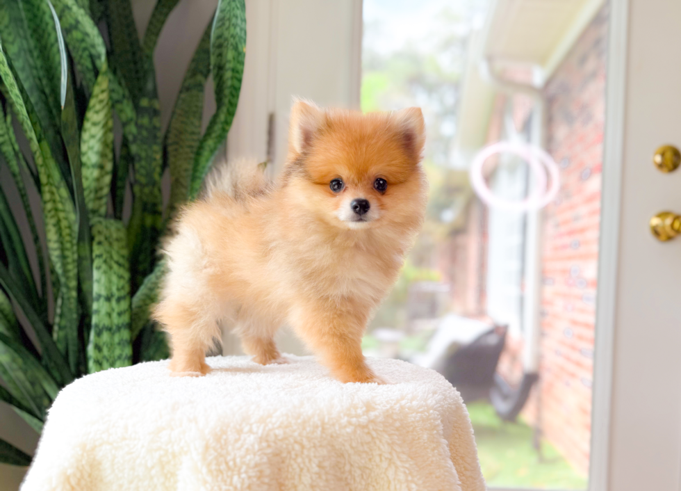 Pomeranian Pup Being Cute