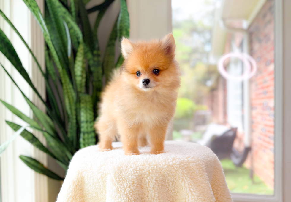 Pomeranian Puppy for Adoption