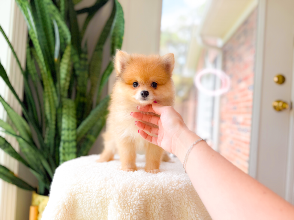 Cute Pomeranian Baby
