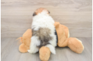 Happy Pom Dog Purebred Puppy