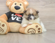 8 week old Pomeranian Puppy For Sale - Simply Southern Pups