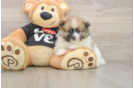 Pomeranian Pup Being Cute