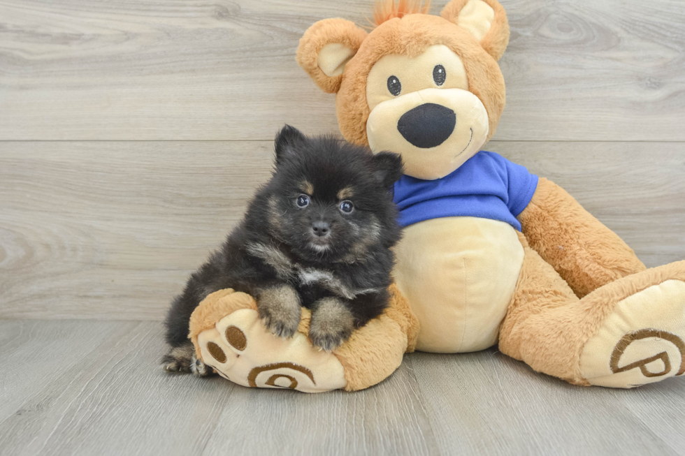 Hypoallergenic Pomeranian Purebred Pup