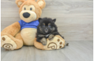 Akc Registered Pomeranian Purebred Pup