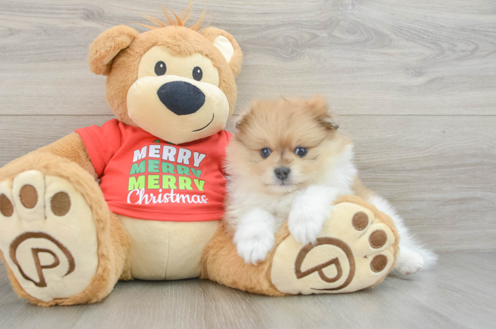 6 week old Pomeranian Puppy For Sale - Simply Southern Pups