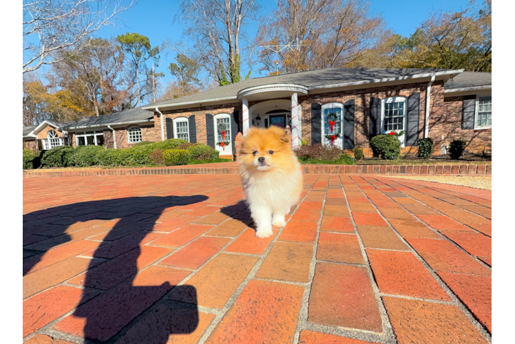 Pomeranian Pup Being Cute