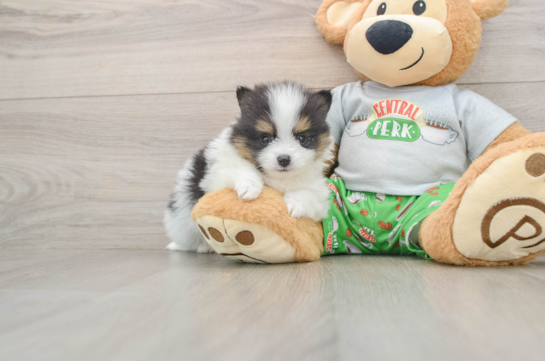 Pomeranian Puppy for Adoption