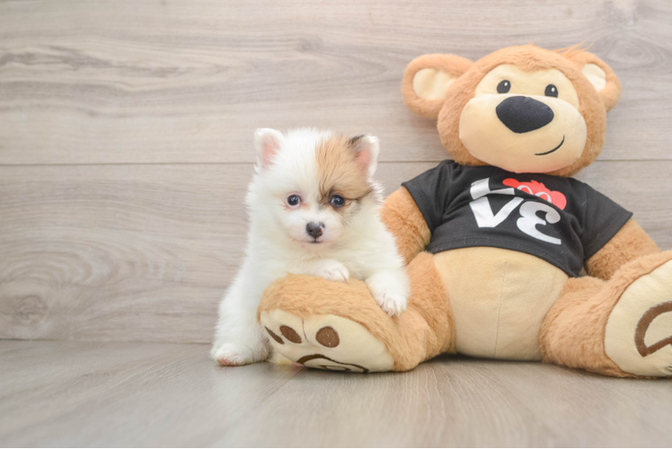 Pomeranian Puppy for Adoption