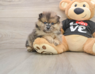 8 week old Pomeranian Puppy For Sale - Simply Southern Pups
