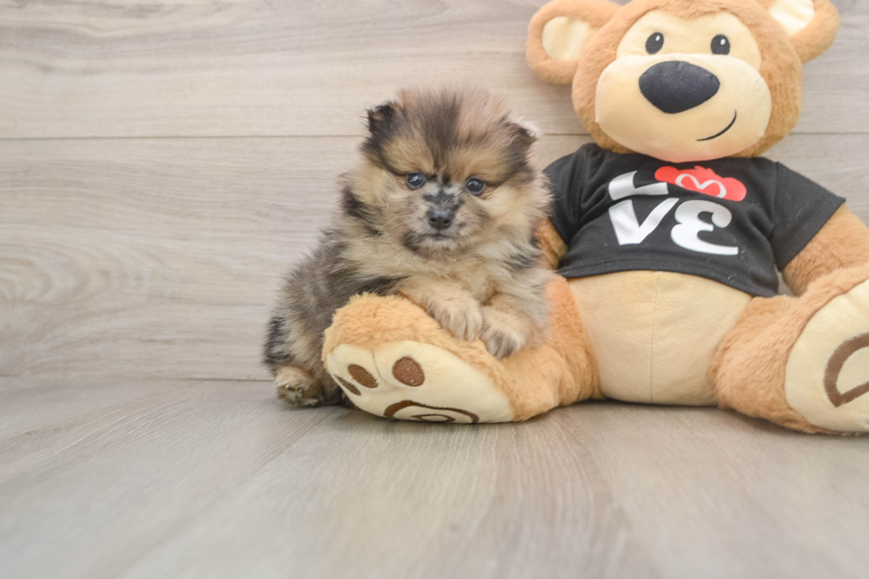 Pomeranian Pup Being Cute