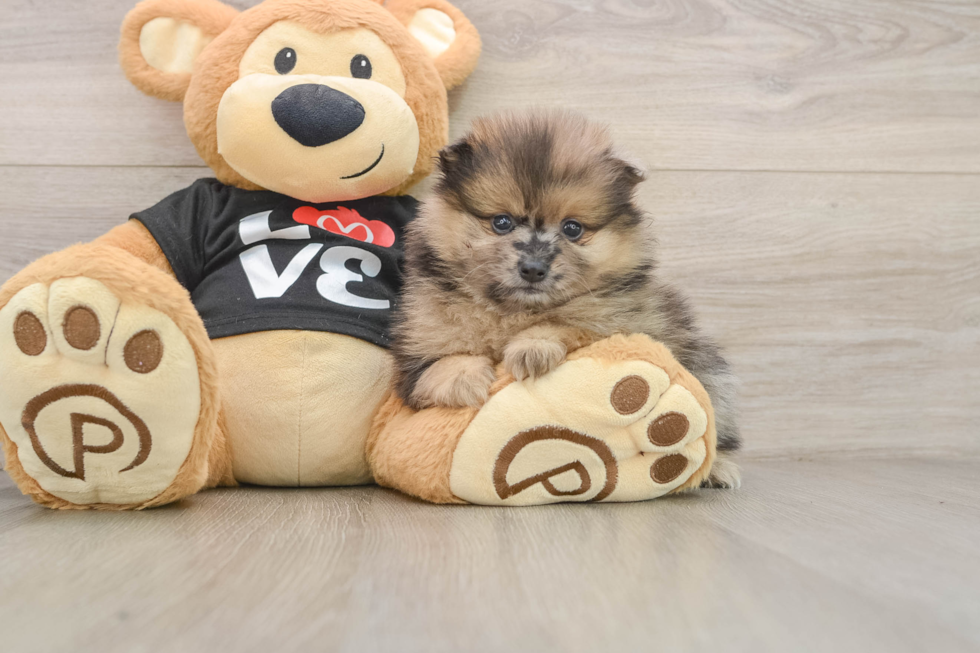 Pomeranian Puppy for Adoption