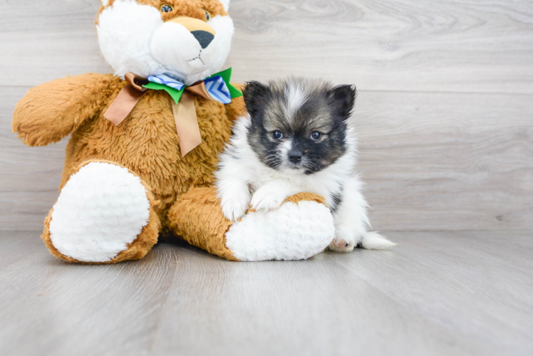 Best Pomeranian Baby
