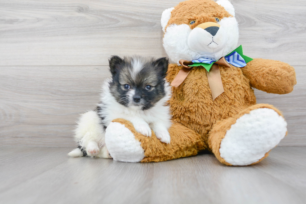 Cute Pomeranian Purebred Pup